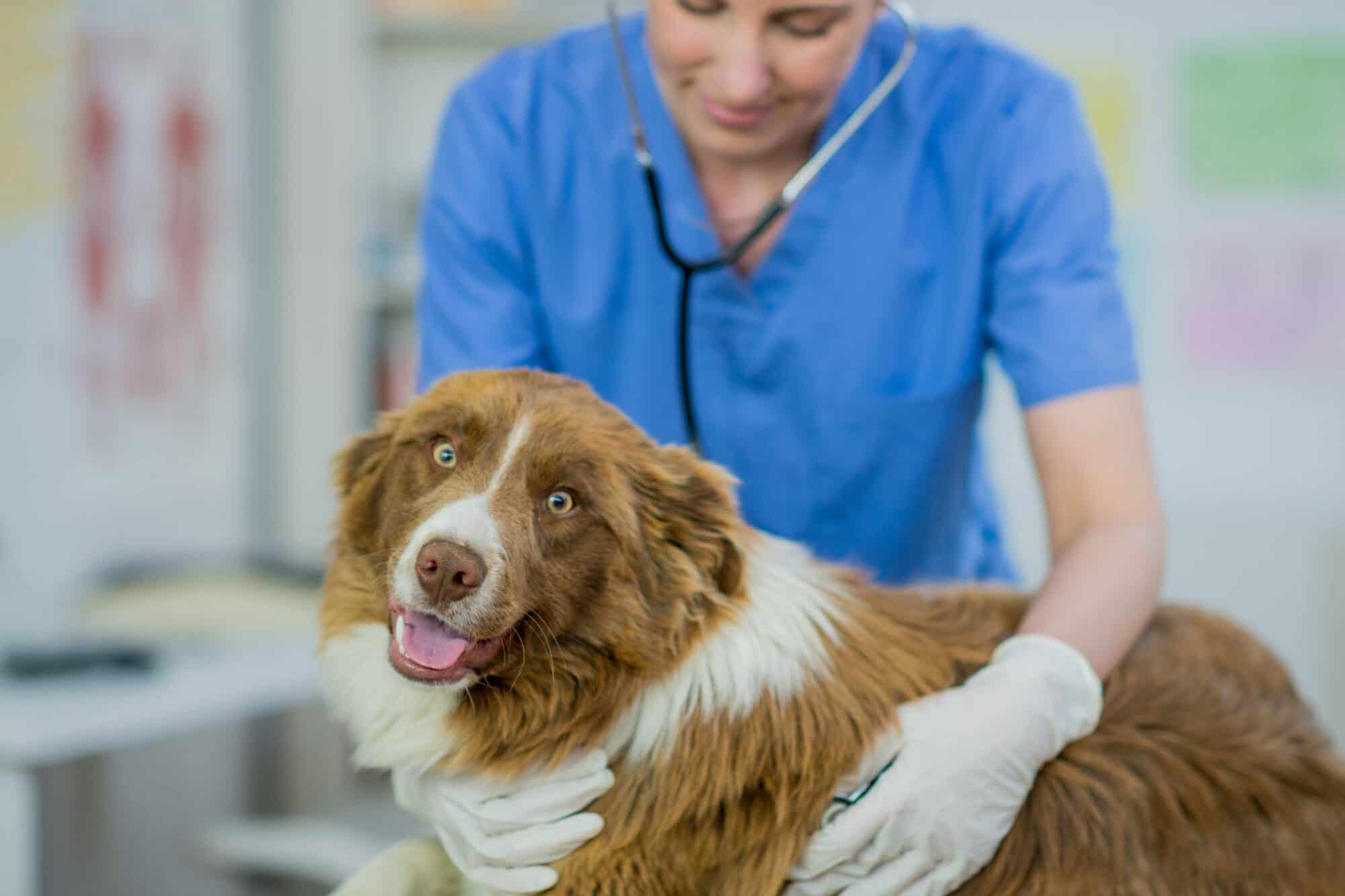 A dog being examined