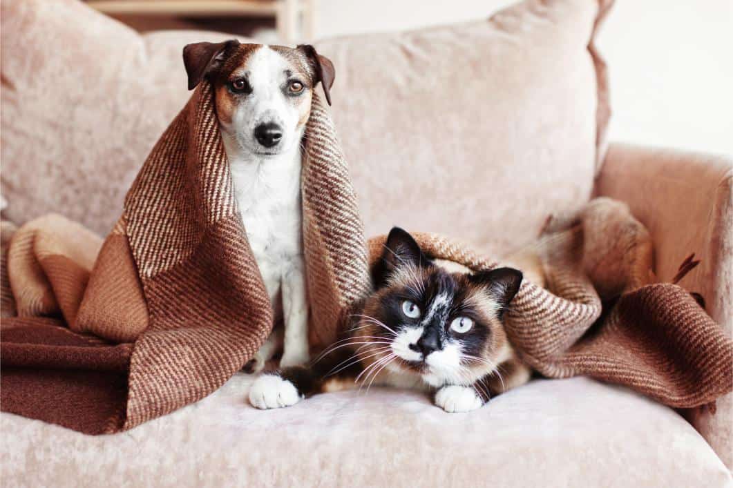 dog and cat under blanket.