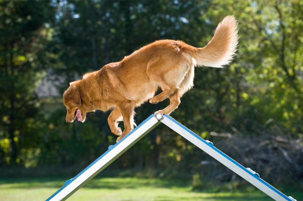 dog playing on ramp. 