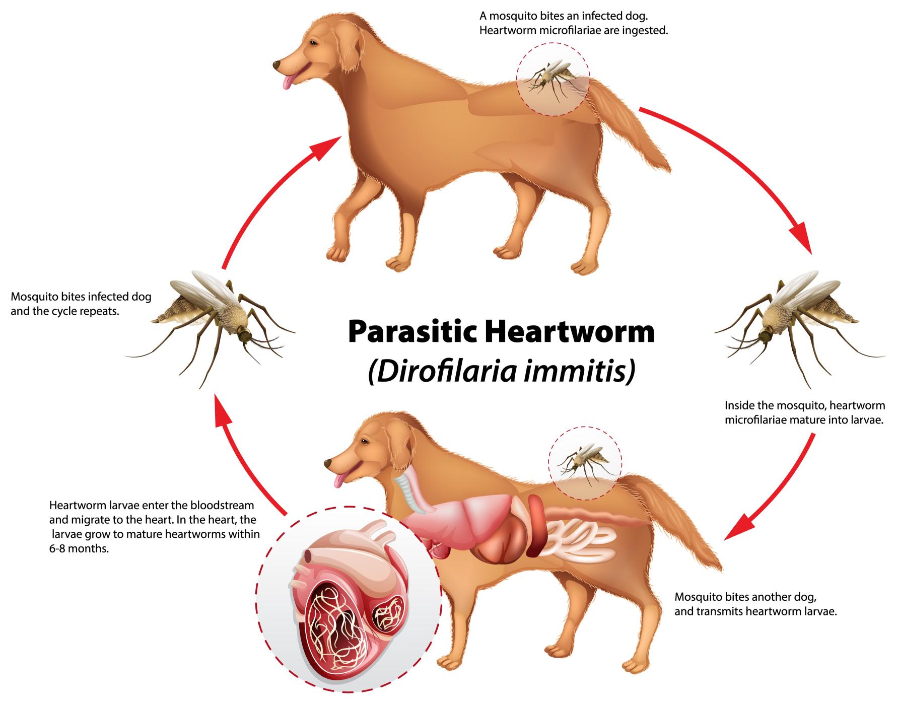 parasitic heartworm chart for dogs.