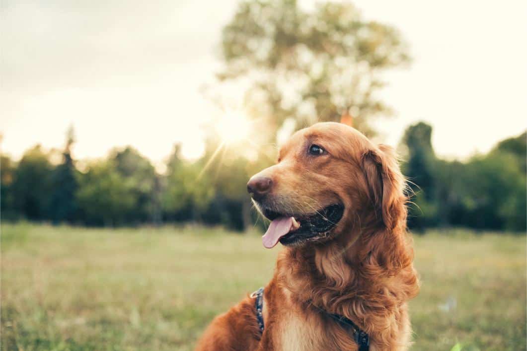 dog outdoors. 