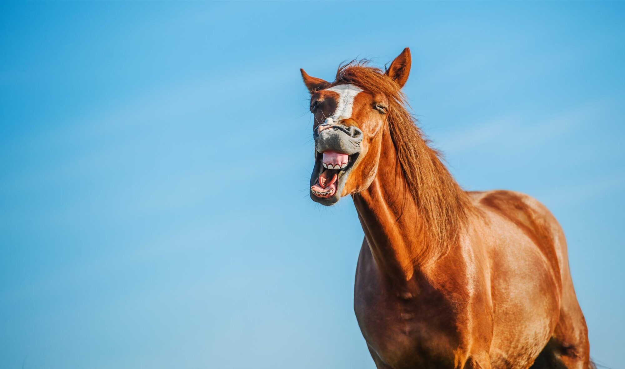 laughing horse.