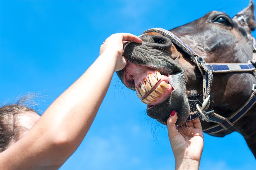 horse opening mouth showing teeth.